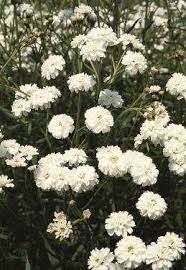 The Pearl Achillea Fedco Seeds Blush Flowers Flower Farmer Barnyard Garden