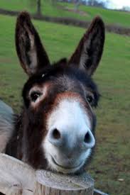 Maybe you would like to learn more about one of these? Alcester Smiling Donkey Mike Finn Flickr