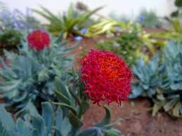 Image result for Kleinia fulgens