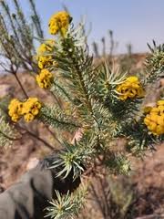 Image result for Ancylobothrys robusta