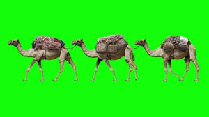 Guide leader working animals pets camels guiding, riding work, abu desert dhabi emirates people uae arabic sand. Desert Caravan Stock Footage Royalty Free Stock Videos Page 6