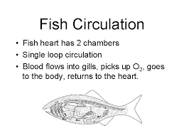 The venous side of the heart is preceded by an enlarged chamber called the sinus venosus. Fish Classification Kingdom Animalia Phylum Chordata Sub Phylum