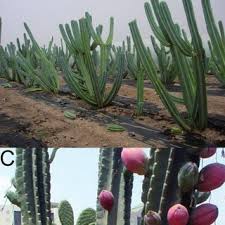 However, the dragon fruit found. Pdf Fruit Quality Evaluation Of Two New Cactus Crops For Arid Zones Cereus Peruvianus And Cereus Jamacaru