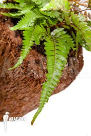 Image result for Pteris auquieri
