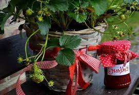 Si votre fraisier est à racines. Fraisier Plantation Culture Et Conseils D Entretien
