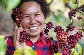 Vietnamese Arabica Berry Coffee with Robusta Farmer and Arabica Berry  Coffee with Vietnamese Farmers 10508289 Stock Photo at Vecteezy