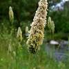 Wanted for their foliage appearance; 1