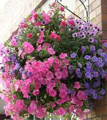 Gardensquirrel Com This Website Is For Sale Gardensquirrel Resources And Information Container Flowers Hanging Flower Baskets Hanging Plants