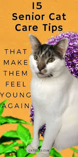 16 Gifts For Older Cats That Make Them Feel Young Again Caticles In 2020 Senior Cat Care Older Cats Senior Cat