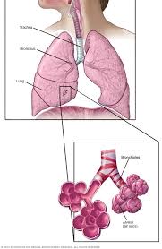 Asbestosis Symptoms And Causes Mayo Clinic