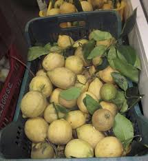 Kaagati Kaagati Lemon Fruit Vegetables Cuisine