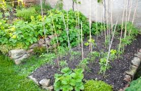 Einen Mischgarten Anlegen So Geht S Myhammer Magazin Kleinen Raumgartnerei Gemuse Anbauen Pflanzen