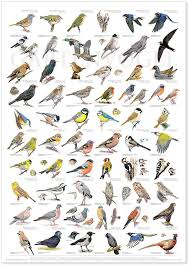 Heimische vögel im eigenen garten oder auf balkon und terrasse zu beobachten, ist sehr beliebt. Pin Auf Wohndesign
