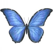 Learn How To Draw A Blue Morpho Butterfly Step By Step Bluemorpho Butterfly Butterflies Howtodraw Butterfly Artwork Butterfly Painting Blue Drawings