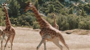 Gratuit pour les moins de 4 ans, 23 € de 4 à 14 ans sur place, 22 € en ligne (tarif 2020) visites guidées vip en minibus avec accompagnateur. Reserve Africaine De Sigean Chateau Marcel