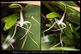 Image result for Angraecum moandense