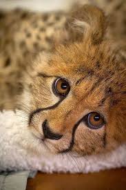 Pin By Elizabeth Thomas On Animaux Animals Animals Beautiful Cute Animals