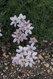 Storksbill
