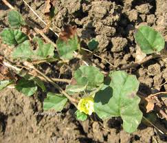 Image result for Merremia emarginata