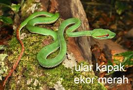 Margasatwa, fauna, mengerikan, bertulang belakang, menyeramkan, terrarium, berbahaya, jahat, racun ular, ular sanca ular piton, skala reptil, boas, crotalus mitchellii, ular berbisa tutul. Kerulz Adventure A Twitter Jenis Lain 1 Ular Matahari Eastern Coral Snake 2 Ular Air Perut Kuning Note Sumber Gambar Adalah Dari Carian Internet Google Dan Apa Yang Di Kongsi Adalah Untuk Tujuan Pedidikan