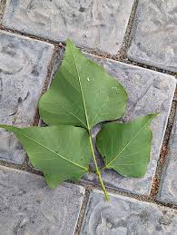 Image result for Erythrina afra