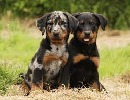 Beauceron puppies for sale canada. Hungarian Hound Vs Beauceron Breed Comparison Mydogbreeds