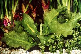 Image result for Aponogetonaceae