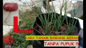 Cara Menanam Bawang Merah Dalam Polybag Sampai Panen Youtube