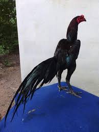 Baka Ayam Sabung Ratu Jenis Gai She Kelab Peminat Ayam Sabung Ratu Dan Ayam Sabung Cantik Facebook