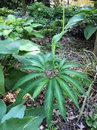 Image result for Arisaema