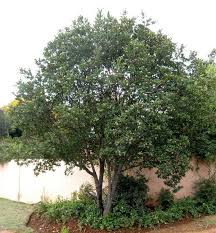 Image result for Dais cotinifolia