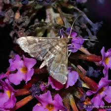 Image result for Dissotis gilgiana