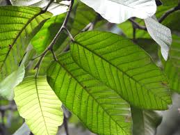 Image result for Dipterocarpaceae