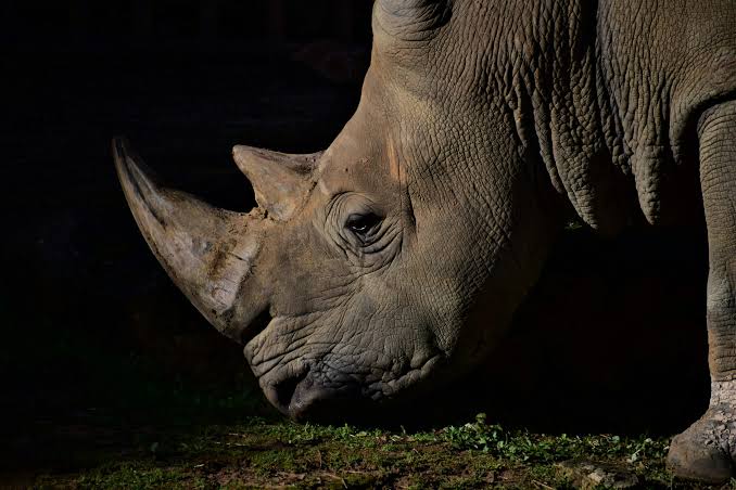Night Safaris in Kenya: Spotting Nocturnal Wildlife - Kenya Safaris | Tanzania Tours | Bison Safaris