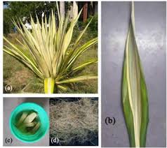 Image result for Girardinia bullosa