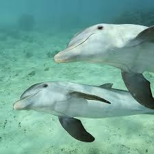 330k Likes 1 406 Comments National Geographic Natgeo On Instagram Photo By Brianskerry A Pair Of Dolphins Glide Thr Dolphins Animals Animal Cognition