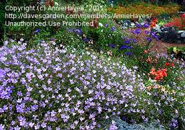 Image result for Wahlenbergia undulata