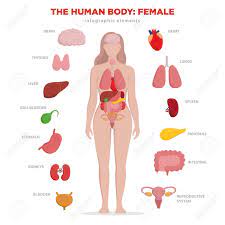Ah, the uterus, nature's rubix cube. Human Anatomy Infographic Elements With Set Of Internal Organs Royalty Free Cliparts Vectors And Stock Illustration Image 103853590