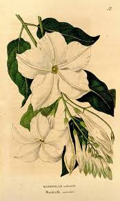 Image result for dipladenie suaveolens obrázek