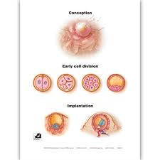 Conception To Birth Chart Set Of 7 Childbirth Graphics