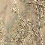 Image result for Pechuel-Loeschea leubnitziae