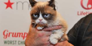 Et il coûte entre 1000 et 1600 euros… ça fait cher le chat moche ! Grumpy Cat Le Chat Le Plus Celebre Du Monde Est Mort