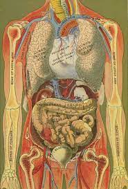 Female abdomen anatomy stomach, largeother times, there. Female Anatomy Diagram Lower Abdomen Stomach Pics Female Anatomy Anatomy Lower Abdomen