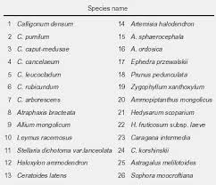 Image result for Zygophyllum leucocladum