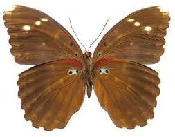 Image result for Sorindeia katangensis