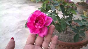 Rose Plant Care In Rainy Day Bengali Youtube
