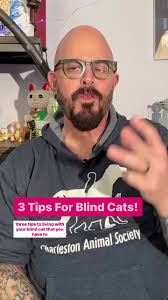 Do you have a blind cat? Here are 3 tips
