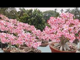Tons Of Adenium Flowers 7 Tips Plus 1new Youtube Adenium Desert Rose Plant Desert Rose