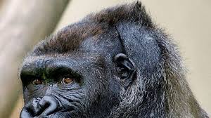 We did not find results for: This Gorilla Giving The Middle Finger Is The Hero We All Deserve Gq