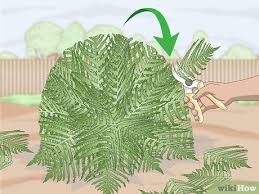 We did not find results for: How To Prune Ferns 10 Steps With Pictures Wikihow